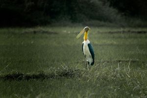 Lesser Adjutant Stork standing in a grassy field in Nepal