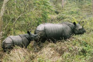 One-horned rhinos grazing in Chitwan National Park