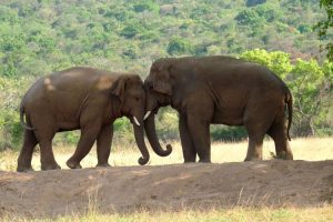 Elephants at Chitwan National Park Elephant Breeding Center