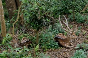 Spotted deer sighted during the Chitwan Safari tour in Chitwan National Park Nepal