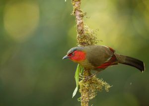 Red-faced Liocichla (Simrikane Lito Shila) perched on a mossy branch spotted during the Nepal Bird Watching Tour.