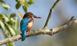  A vibrant White-throated Kingfisher perched on a tree branch, showcasing its bright turquoise blue wings, chestnut brown head, and distinct white throat patch against a soft-focus natural background sighted during the Nepal Bird Watching Tour.