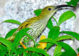 A Streaked spiderhunter bird with a long, curved black beak and heavy black streaking on its yellow-green feathers, perched among vibrant green leaves sighted during the fine featured Nepal bird watching tour.