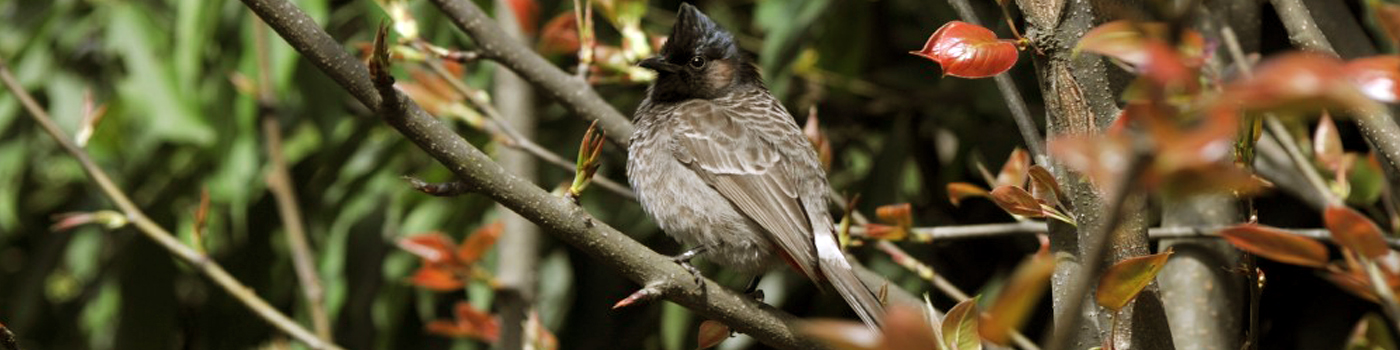 Fine Feature Birds Watching