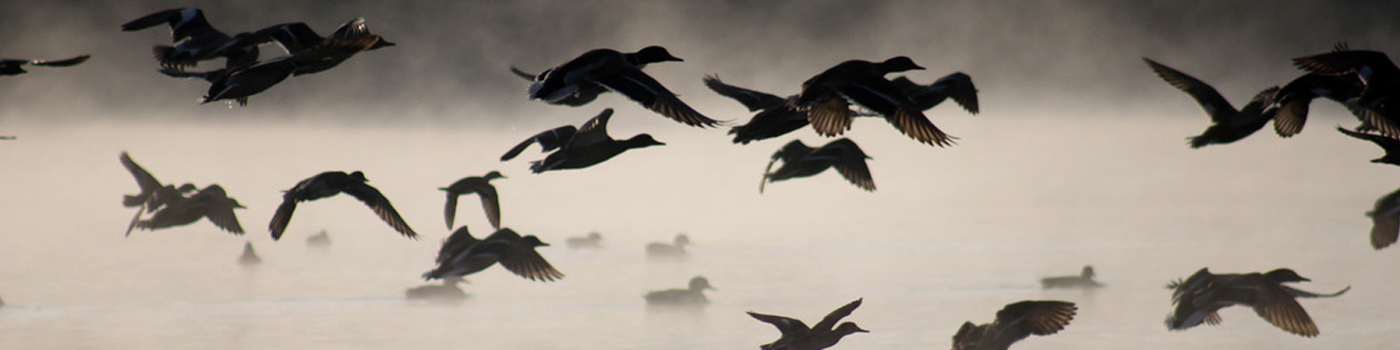 Nepal Birds Watching