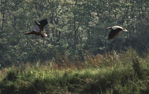 wo Ruddy Shelducks flying low over green and brown marshy grass with a dense forest background in what could be Chitwan National Park.