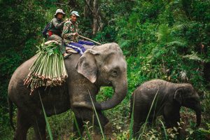 Two mahouts riding an adult Asian elephant through a dense jungle in Nepal, followed by a young baby elephant, with a large bundle of green fodder strapped to the side of the adult.