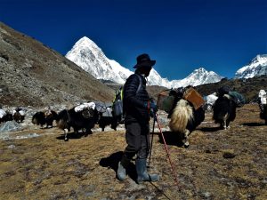 A trekker walking with a caravan of yaks in the Everest region of the Himalayas, Nepal, with snow-capped peaks in the background.
