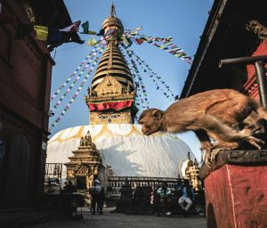 A monkey in the foreground of the ancient Swayambhunath Stupa in Kathmandu, Nepal.