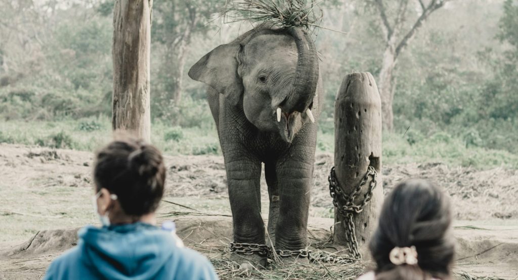 Tourists maintaining safe distance while respectfully observing a one-horned rhino in Chitwan National Park.