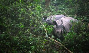 Two rhinos grazing amid lush greenery in the dense jungle of Chitwan National Park, Nepal.