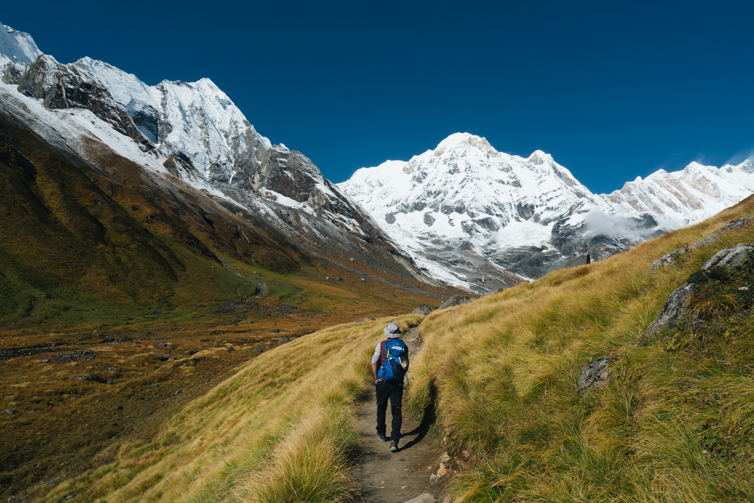 Trekker with a blue backpack walking along a narrow dirt path through golden alpine meadows toward snow-capped Himalayan peaks, including Annapurna South and Hiunchuli, under a clear blue sky in Nepal.