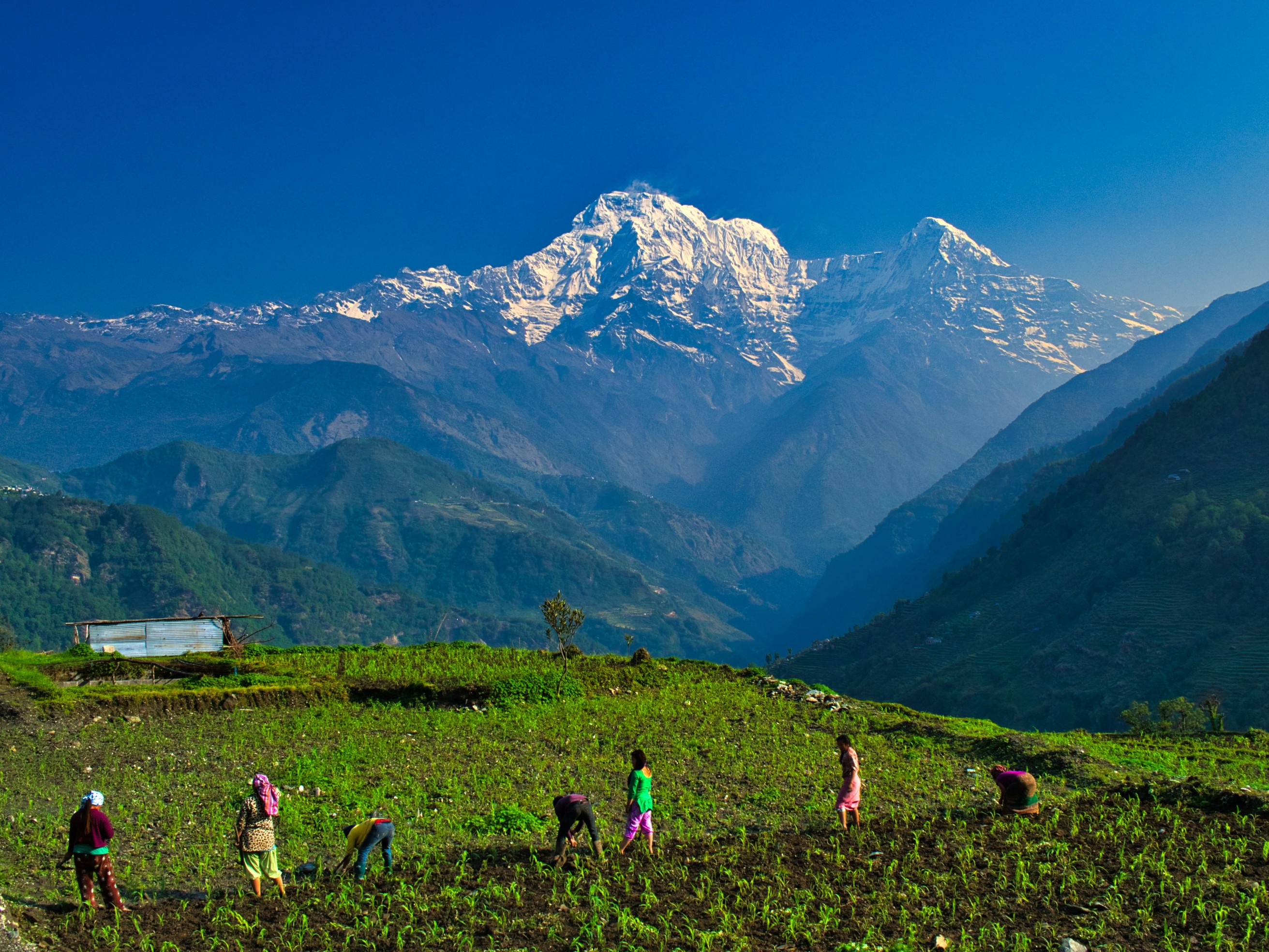 Panoramic view of Annapurna South and Hiunchuli peaks from the terraced agricultural fields of Ghandruk village, Nepal.