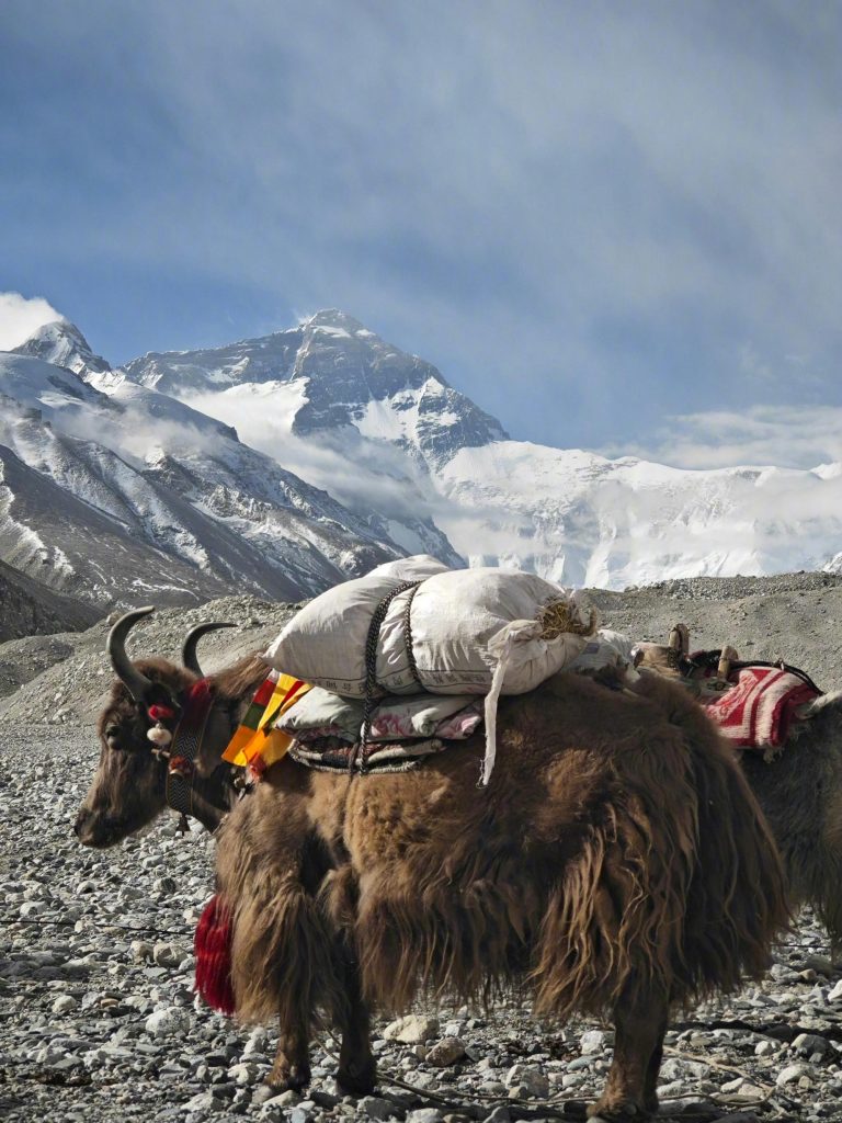 Pack yak carrying gear on a rocky trail with a snow-capped Everest peak in the background.
