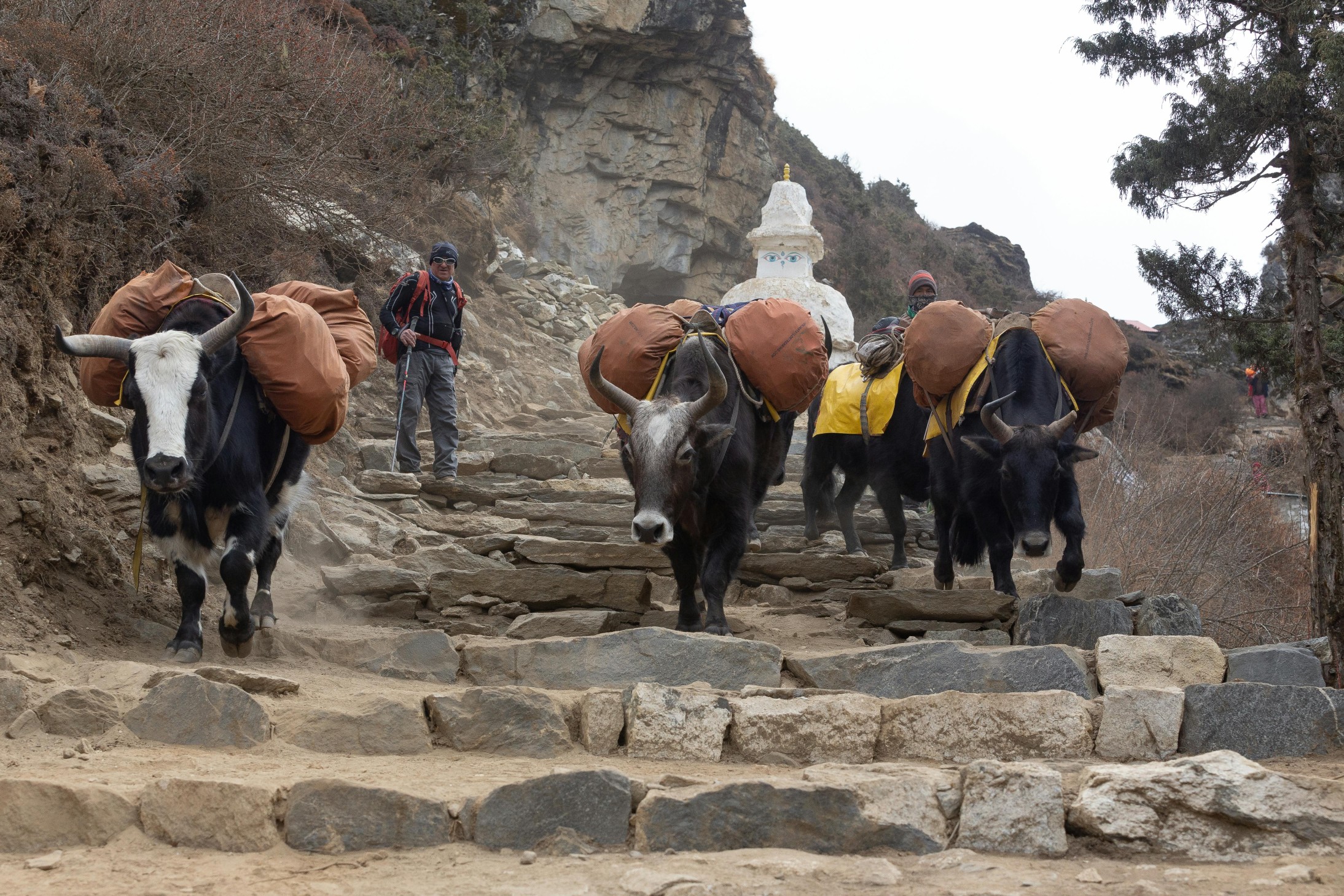 Yaks carrying heavy goods and supplies on a steep stone mountain path in Nepal during an Everest region trek.