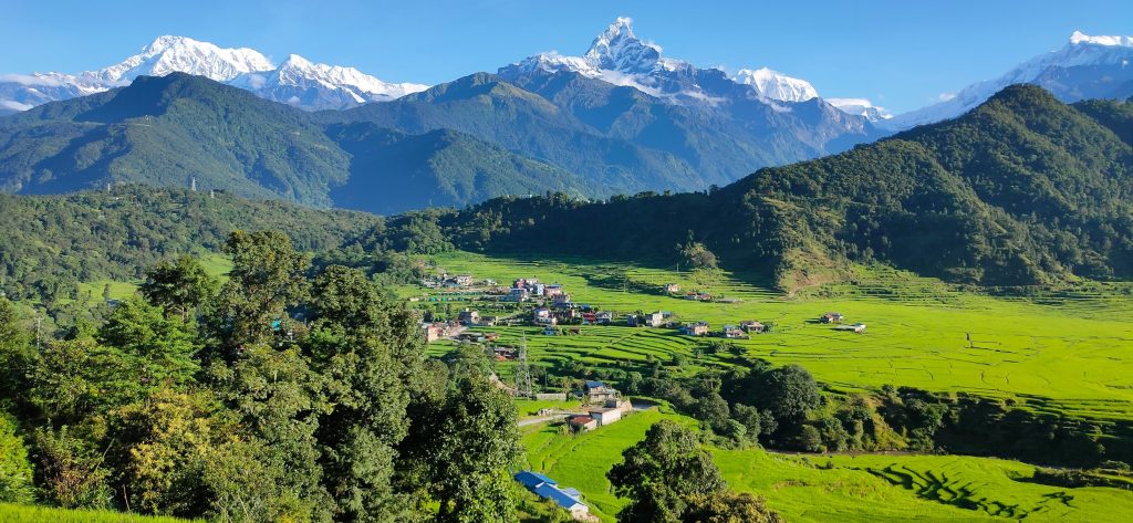 Vibrant green terraced rice fields in Pokhara Valley with Mount Machhapuchhare and the Annapurna range under a clear blue sky.