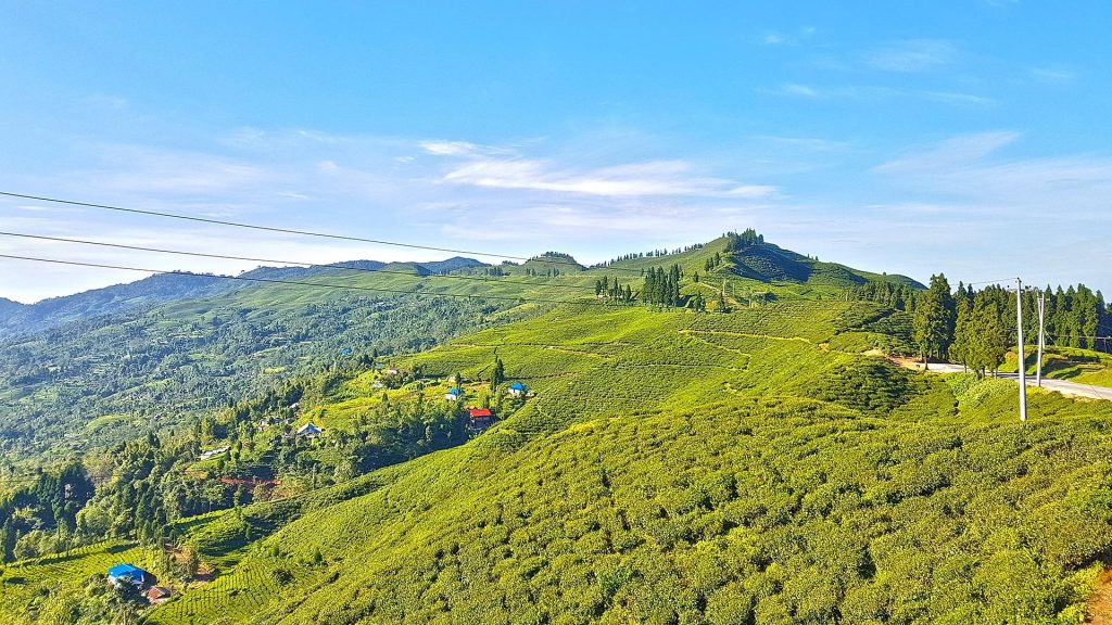 A panoramic view of the vibrant green, terraced tea gardens of Kanyam Tea Estate under a clear blue sky in Ilam, Nepal.