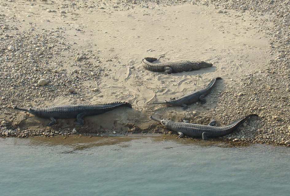 A group of one mugger crocodile and three critically endangered gharials basking on a sandy riverbank in Chitwan National Park, Nepal.