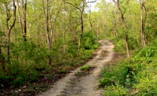 Unpaved dirt road winding through a dense Sal forest trail in Banke National Park, Nepal.