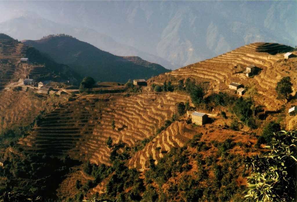 Scenic view of golden terraced rice fields on a steep hillside with small farmhouses in the Kathmandu Valley, Nepal.