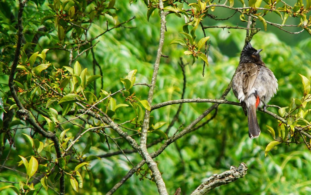 Red-vented Bulbul perched on a tree branch in Nepal