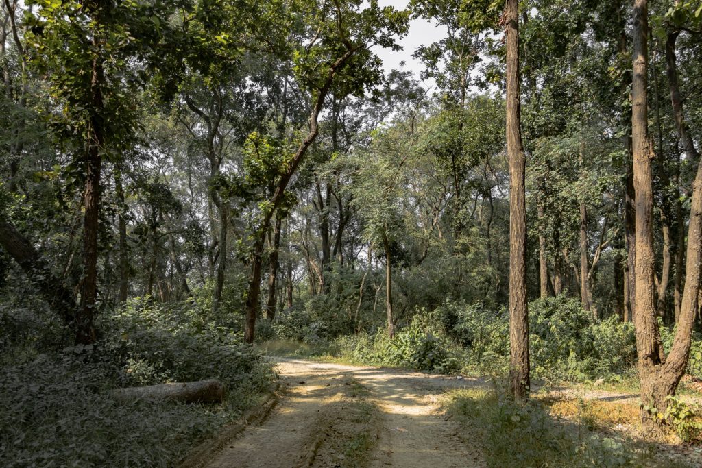 Lush green forest hiking trail in Shivapuri Nagarjun National Park, Nepal, with a dirt path leading through dense trees.