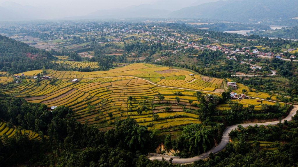 Aerial view of golden terraced rice fields cascading down a hillside in Dhampus village, Nepal, near Pokhara.