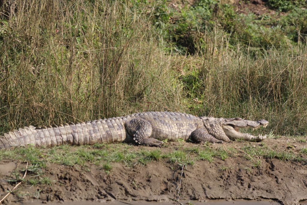 Mugger crocodile basking with open jaws on a muddy riverbank in Chitwan National Park, Nepal.