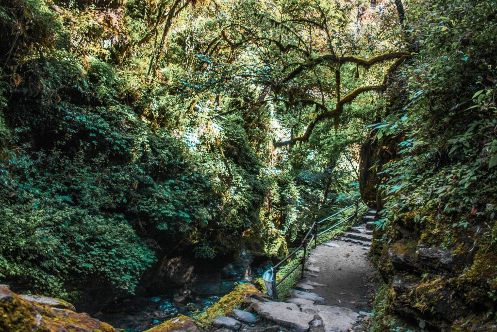 Trekking path through a lush rhododendron forest near Ghorepani, Nepal.