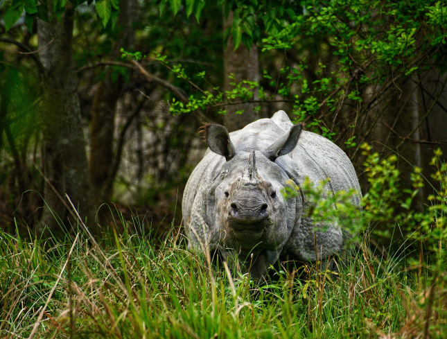The Ultimate Guide To Adventure Activities in Nepal: One Horned Rhino in Chitwan National Park