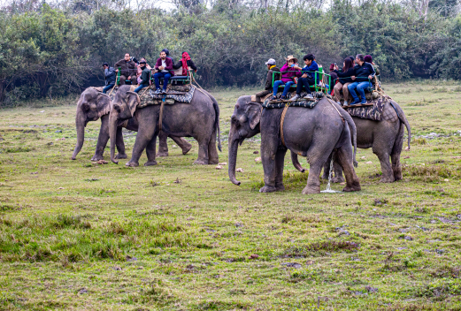 The Ultimate Adventure Guide In Nepal: Tourists riding elephants on a jungle safari in Chitwan National Park Nepal